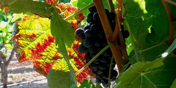 Diseno_sin_titulo_19