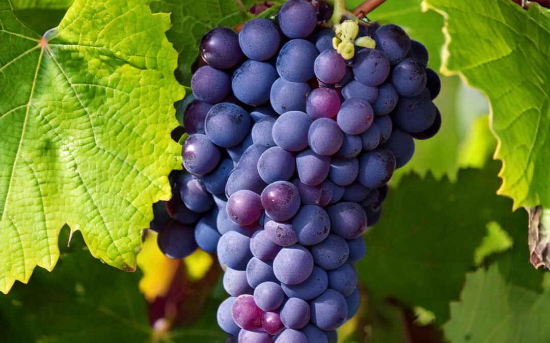 Garnatxa Ardo Beltzen Dastaketa