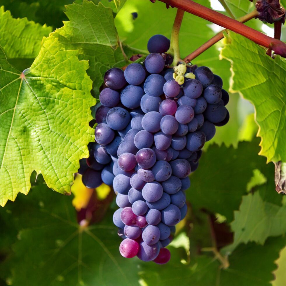 Garnatxa Ardo Beltzen Dastaketa