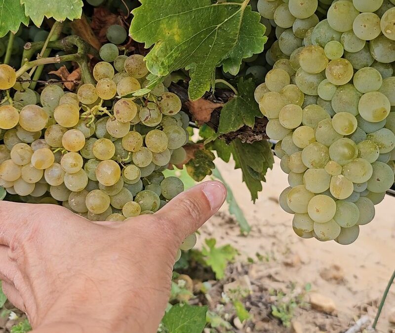 Vendimia 2025 en Navarra: cosecha corta, calidad excepcional
