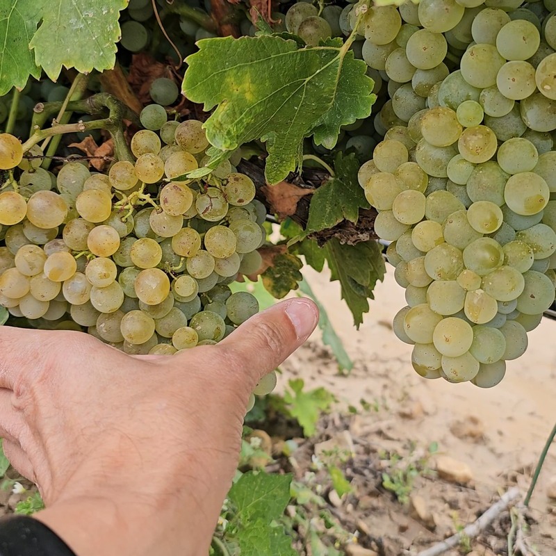 Vendimia 2025 en Navarra: cosecha corta, calidad excepcional