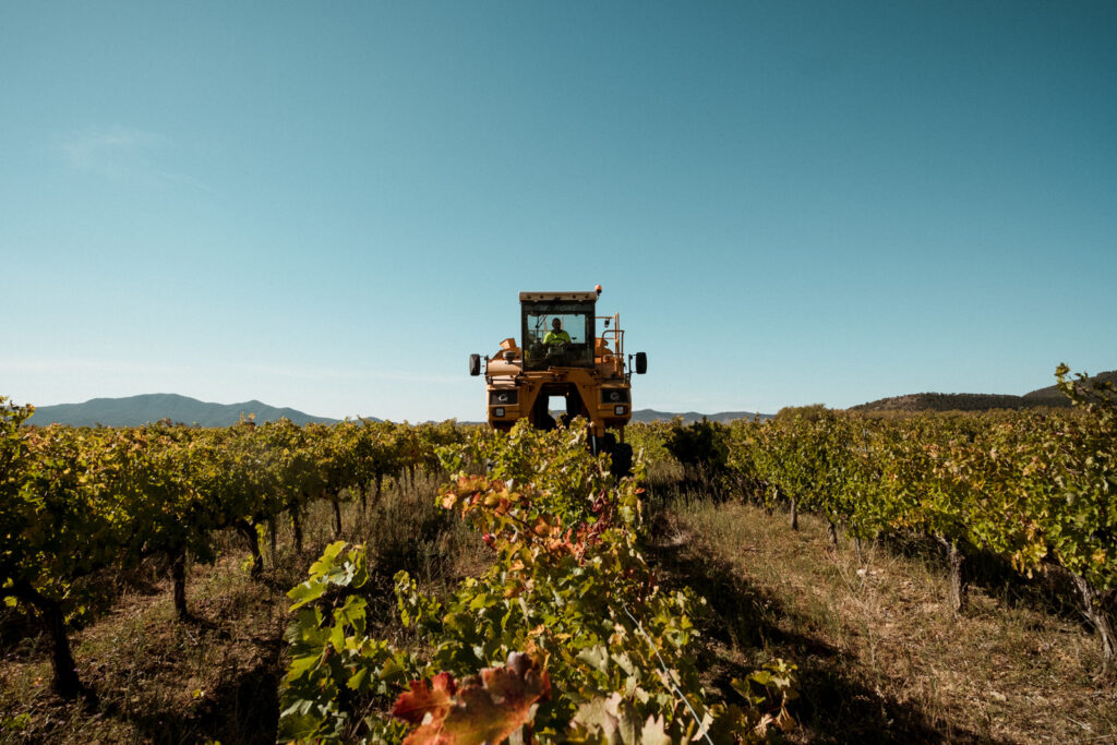 La vendimia más temprana de la D.O. Navarra augura grandes vinos