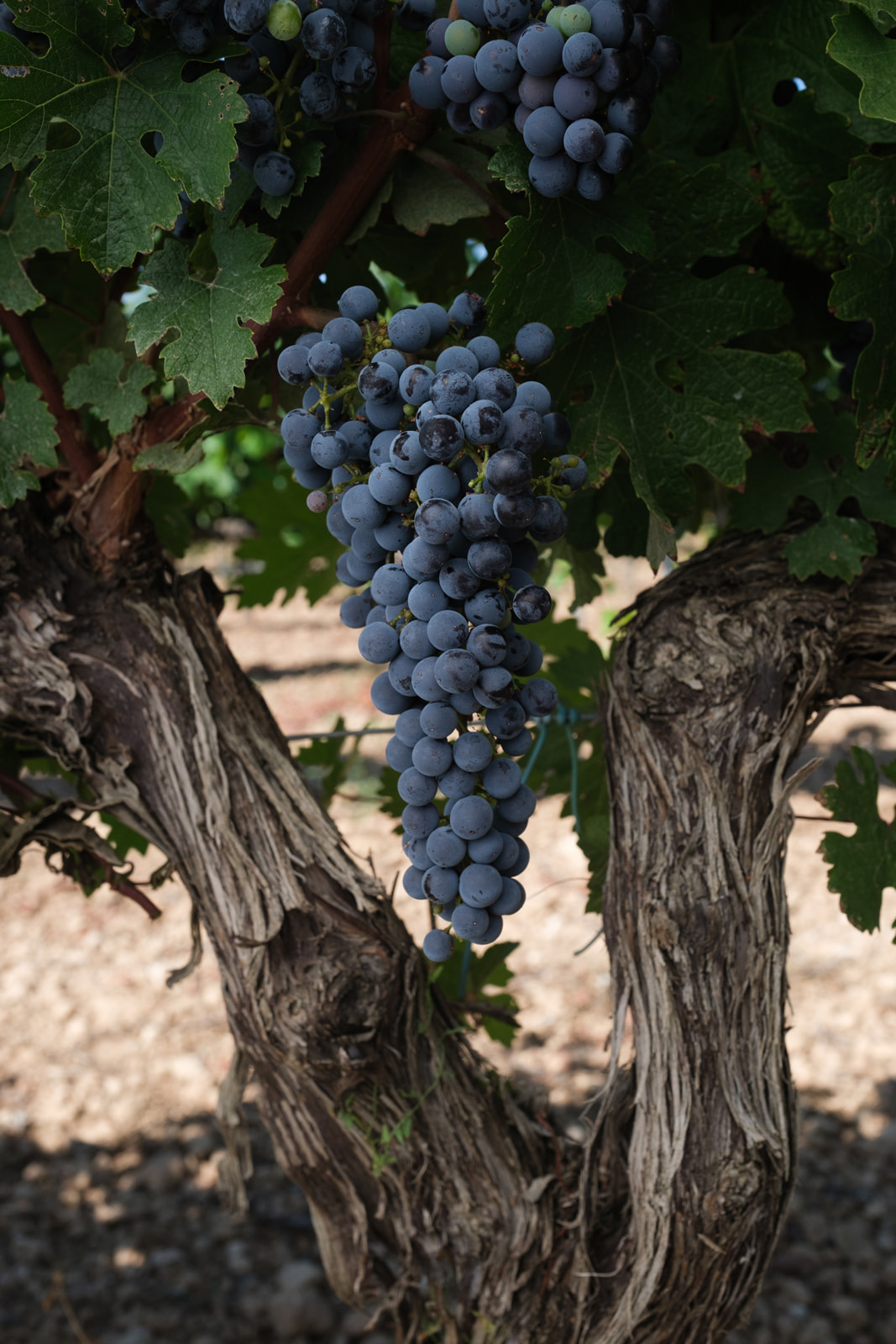 Cabernet-Sauvignon-D.O.-Navarra-Vinos-D.O.-Navarra