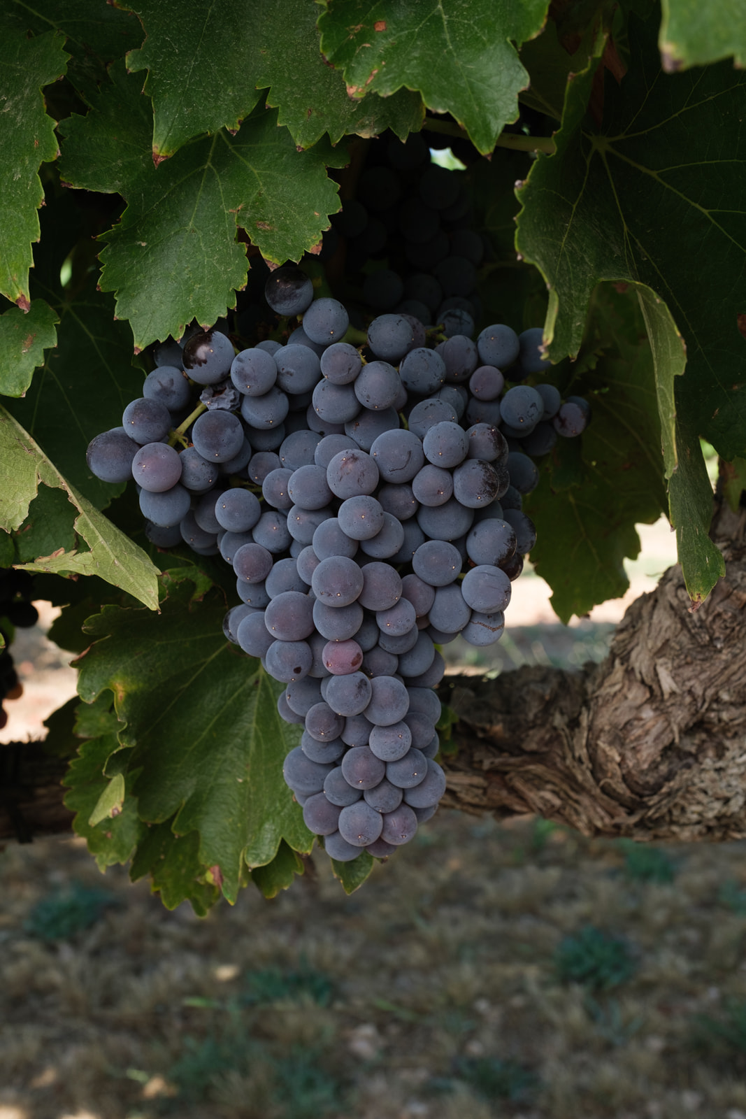 Garnacha-Tinta-D.O.-Navarra-Vinos-Navarra