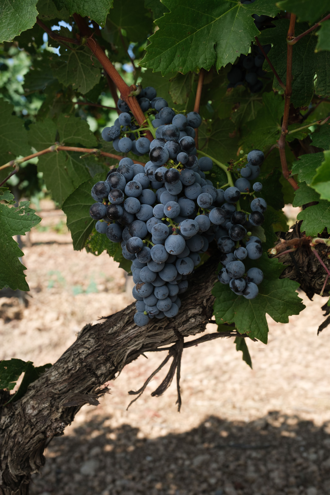Graciano-D.O.-Navarra-Vinos-D.O.-Navarra