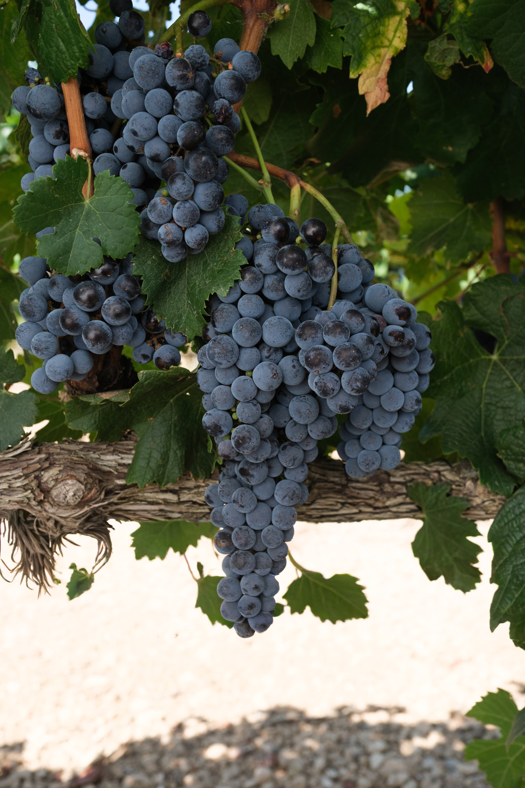 Merlot-D.O.-Navarra-Vinos-D.O.-Navarra