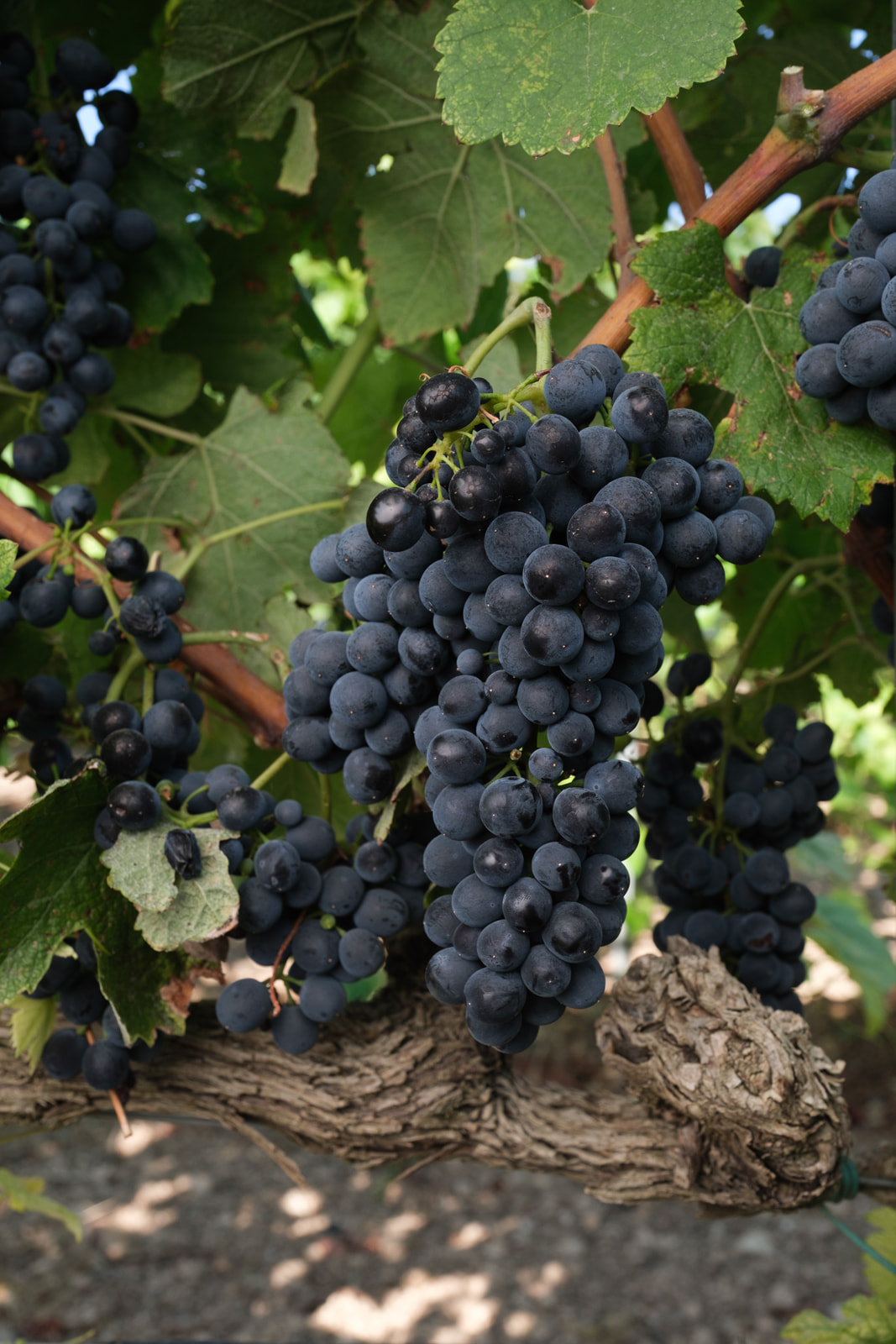 Syrah-D.O.-Navarra-Vinos-D.O.-Navarra