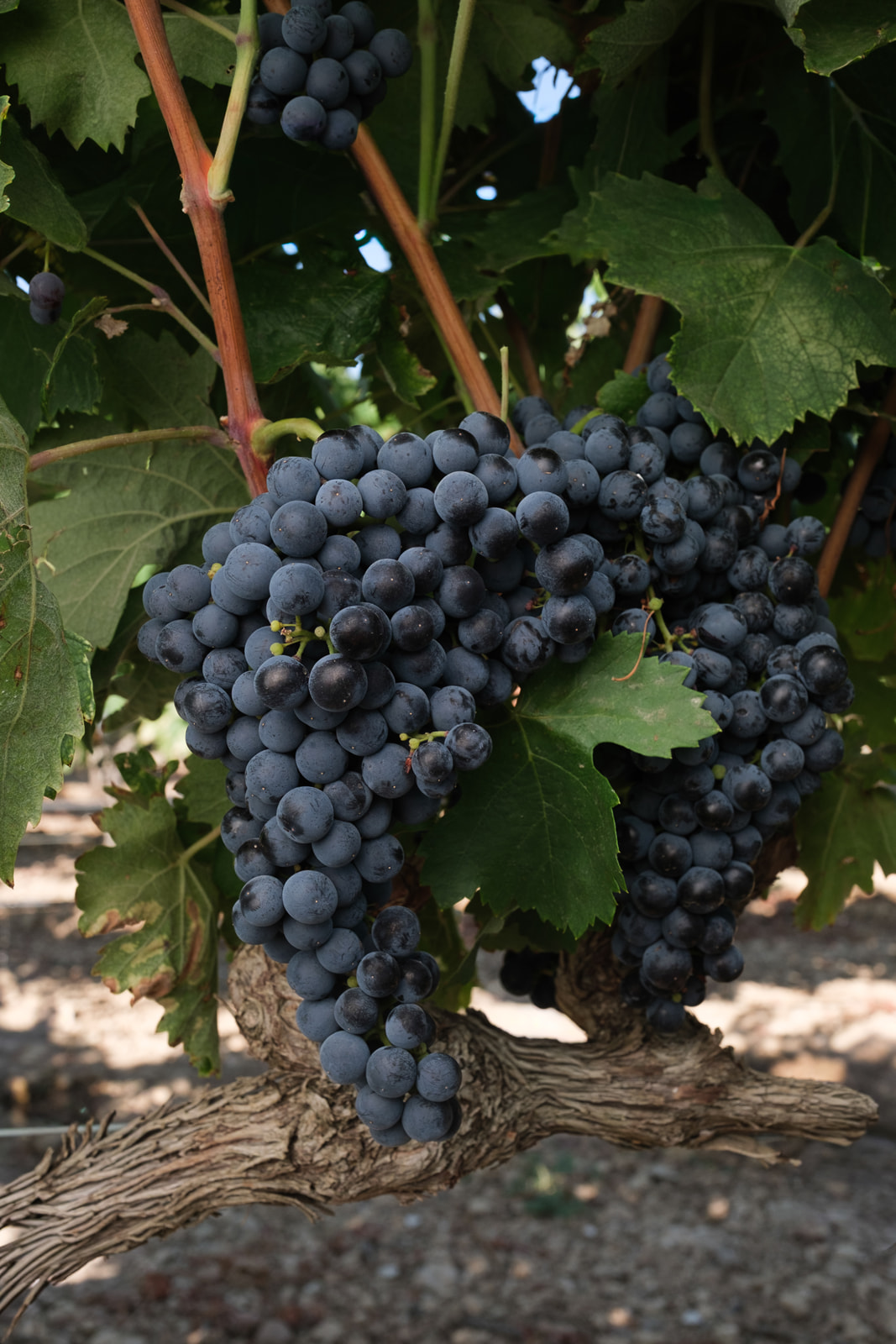 Tempranillo-D.O.-Navarra-Vinos-D.O.-Navarra<br />
