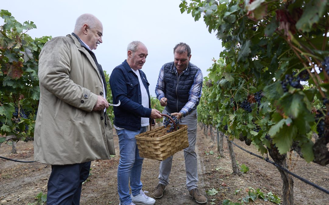 La D.O. Navarra cierra la vendimia más temprana de su historia con 43,55 millones de kilos de uva recogidos.